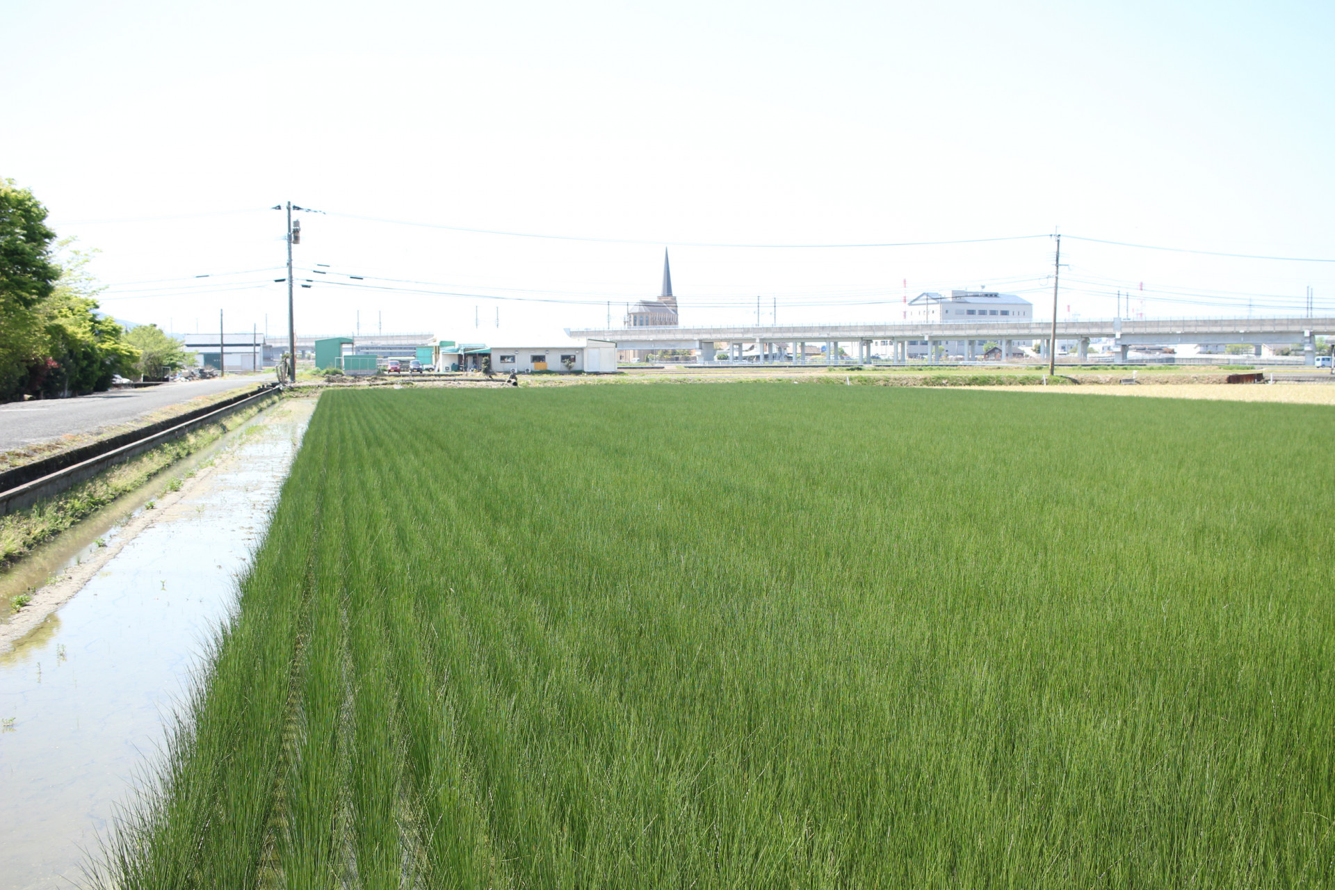 （京都市）　天然国産い草で畳表替えをするなら