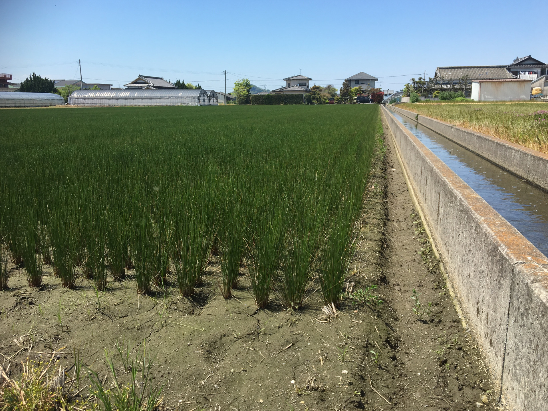 (京都市山科区) 天然国産い草で畳の表替え❣️