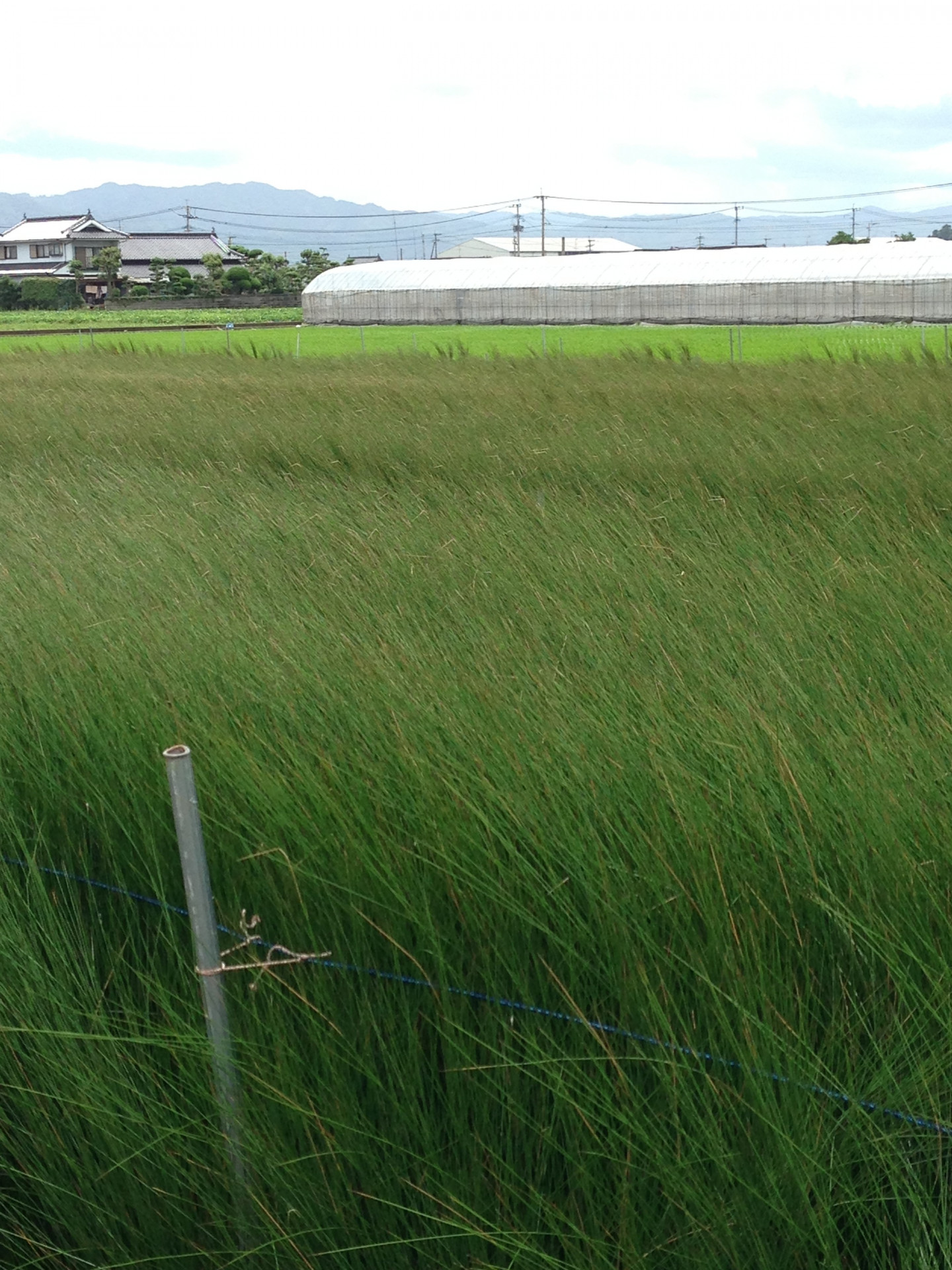 (京都市) 天然国産い草の畳表替えをするなら当店で！